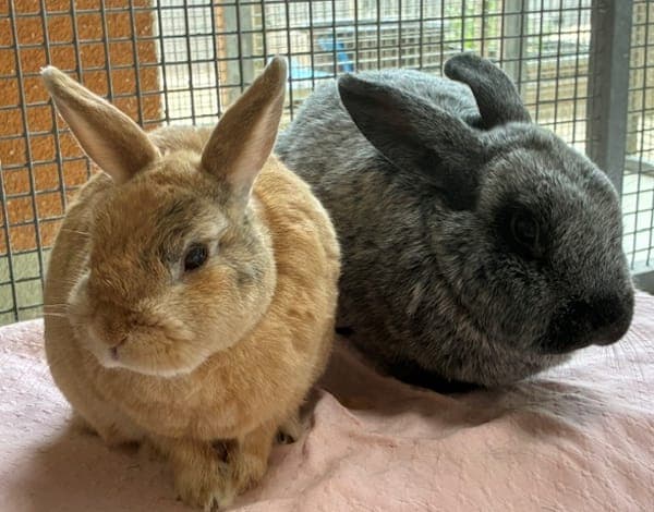 Dudley Dursley & Jacob Kowalski - Kleintier zur Adoption aus Tierheim Reutlingen