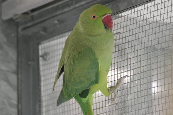 Dunanui - Vogel zur Adoption aus Tierheim Reutlingen