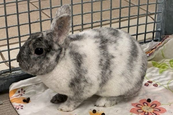 Edgar Bones - Kleintier zur Adoption aus Tierheim Reutlingen