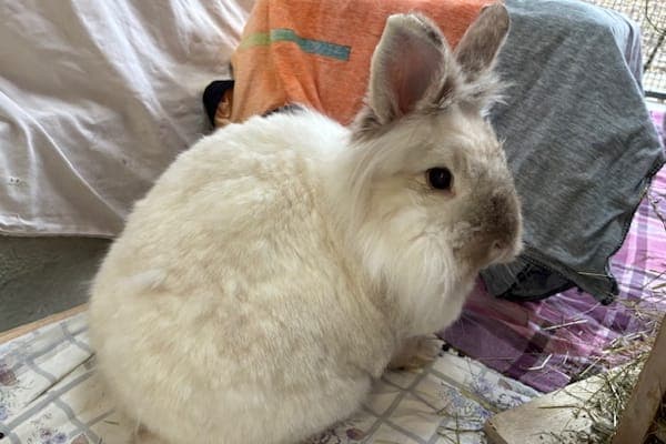 El brutal - Kleintier zur Adoption aus Tierheim Reutlingen