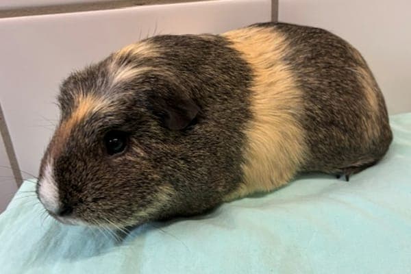 Emilio - Kleintier zur Adoption aus Tierheim Reutlingen