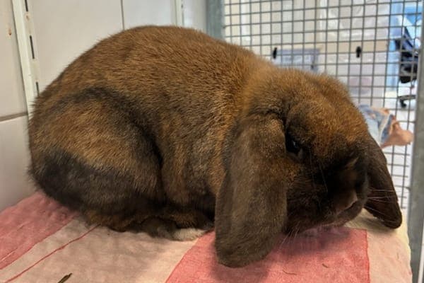 Ernie Mcmillan - Kleintier zur Adoption aus Tierheim Reutlingen