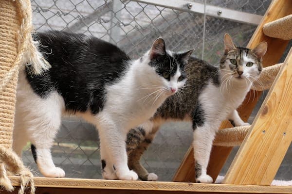 Falafel, Focaccia & Feta - Katze zur Adoption aus Tierheim Reutlingen