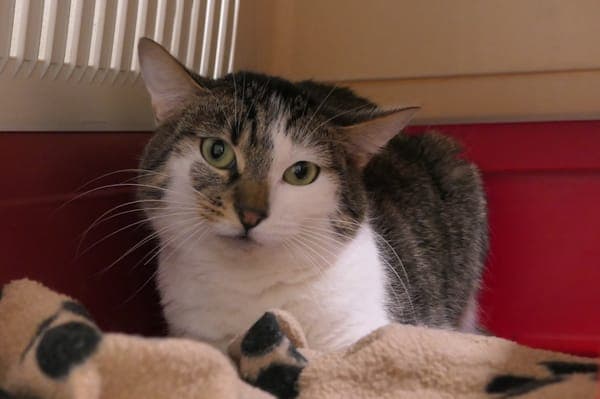Falafel, Focaccia & Feta - Katze zur Adoption aus Tierheim Reutlingen