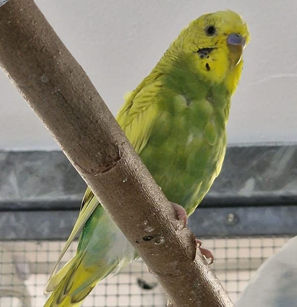 Felix Summerbee - Vogel zur Adoption aus Tierheim Reutlingen