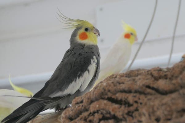 Fenrir Greyback - Vogel zur Adoption aus Tierheim Reutlingen