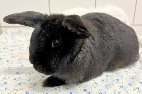 Filius Flitwick - Kleintier zur Adoption aus Tierheim Reutlingen