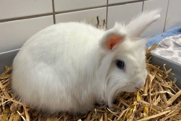 Florean Fortescue - Kleintier zur Adoption aus Tierheim Reutlingen