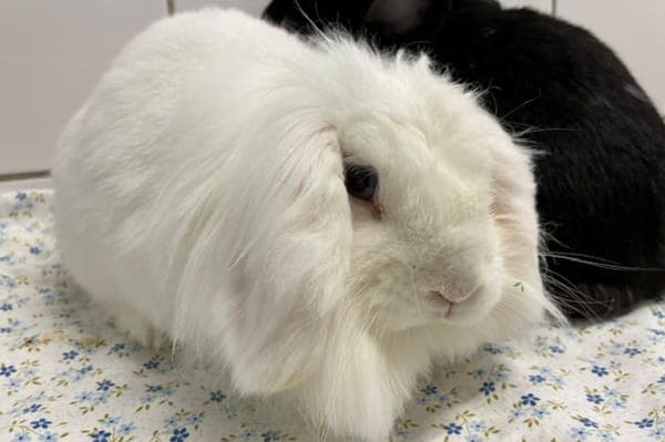 Fluffy - Kleintier zur Adoption aus Tierheim Reutlingen