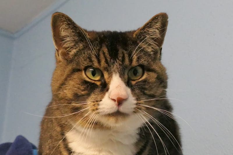 Fozzy - Katze zur Adoption aus Tierheim Reutlingen
