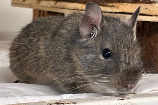 Frank Doyle - Kleintier zur Adoption aus Tierheim Reutlingen