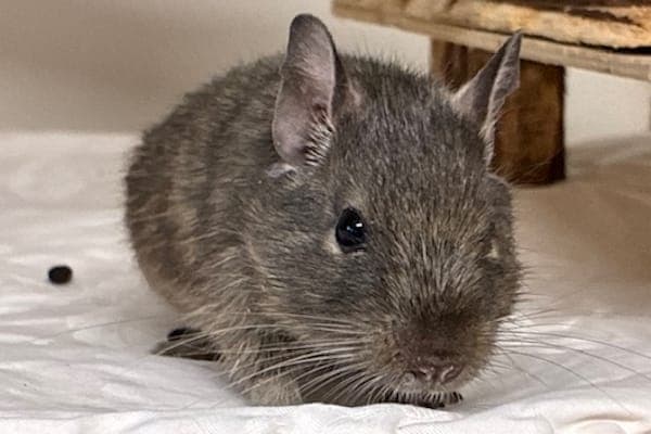 Frank Doyle - Kleintier zur Adoption aus Tierheim Reutlingen