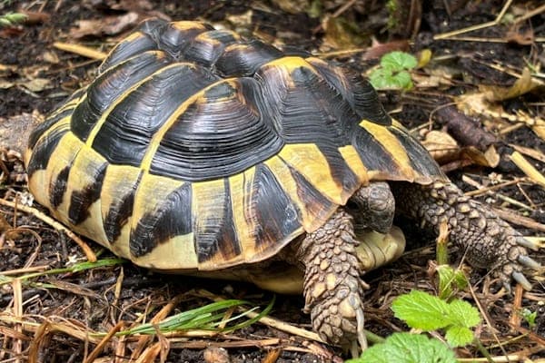 Friedwulfa - Exot zur Adoption aus Tierheim Reutlingen