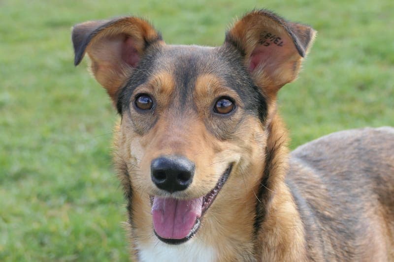 Ginger - Hund zur Adoption aus Tierheim Reutlingen