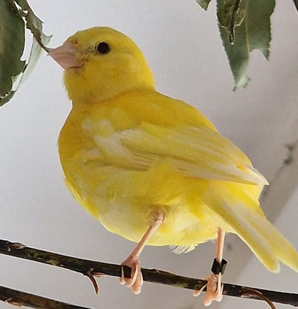 Gornuk - Vogel zur Adoption aus Tierheim Reutlingen