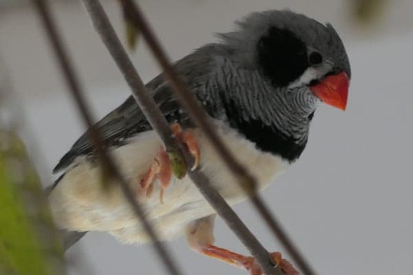 Grancarsko - Vogel zur Adoption aus Tierheim Reutlingen