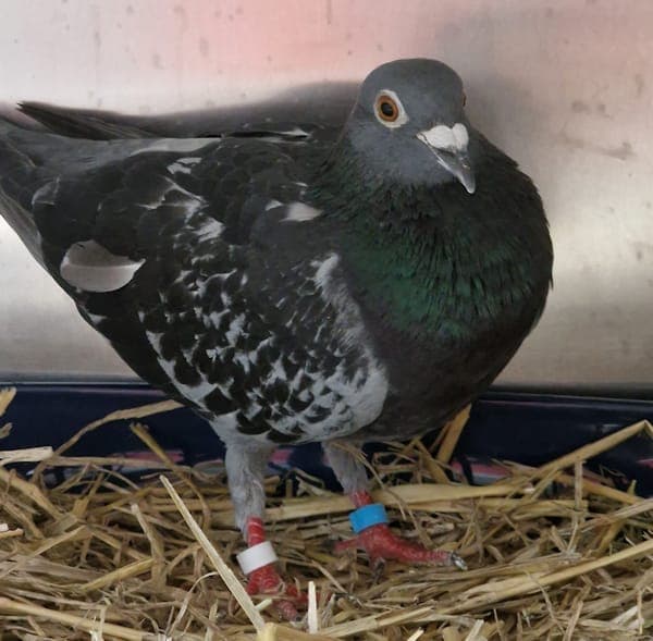 Grawp - Vogel zur Adoption aus Tierheim Reutlingen