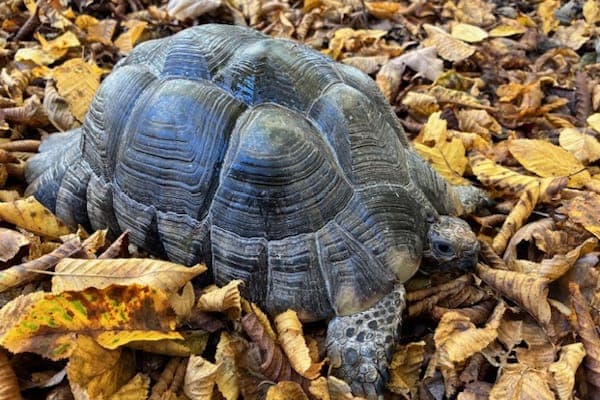 Gregorovitch - Exot zur Adoption aus Tierheim Reutlingen