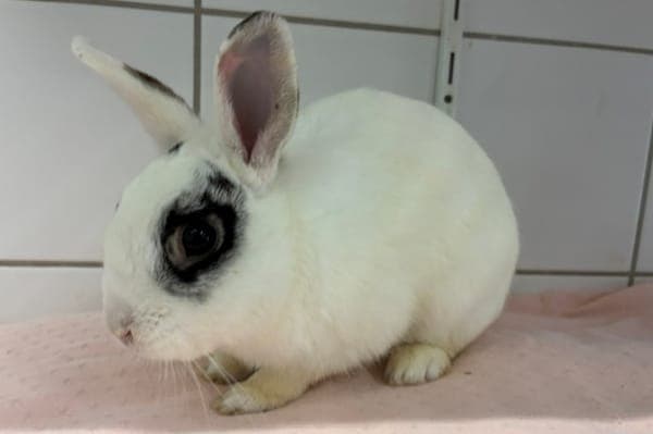 Gregory Goyle - Kleintier zur Adoption aus Tierheim Reutlingen