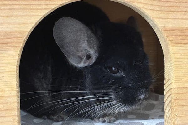 Hanaku - Kleintier zur Adoption aus Tierheim Reutlingen