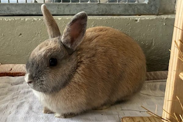 Hannah Abbot - Kleintier zur Adoption aus Tierheim Reutlingen