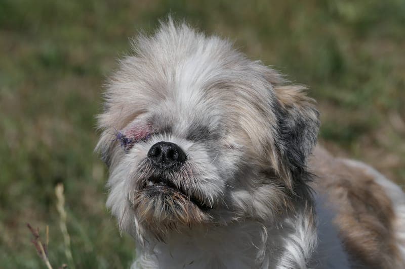 Hanne - Hund zur Adoption aus Tierheim Reutlingen