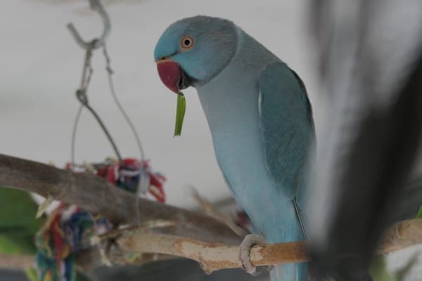 Hanni - Vogel zur Adoption aus Tierheim Reutlingen