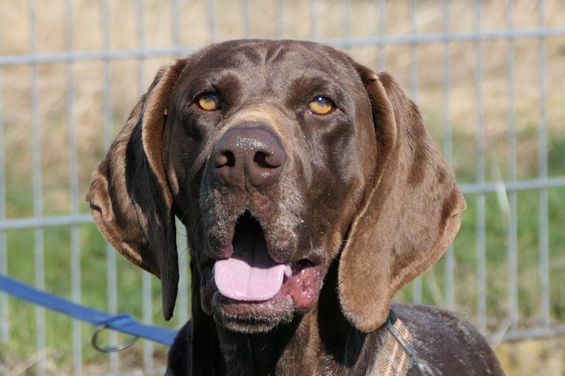 Harley Quinn - Hund zur Adoption aus Tierheim Reutlingen