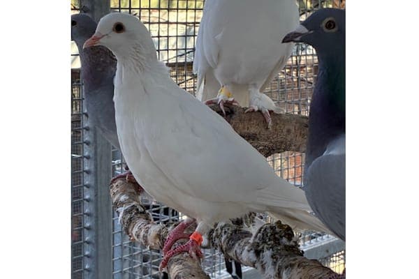 Hedwig - Vogel zur Adoption aus Tierheim Reutlingen