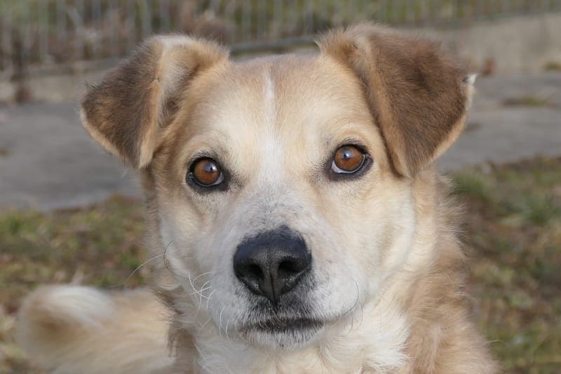 Henning - Hund zur Adoption aus Tierheim Reutlingen