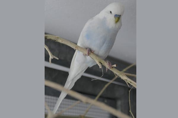 Henry - Vogel zur Adoption aus Tierheim Reutlingen