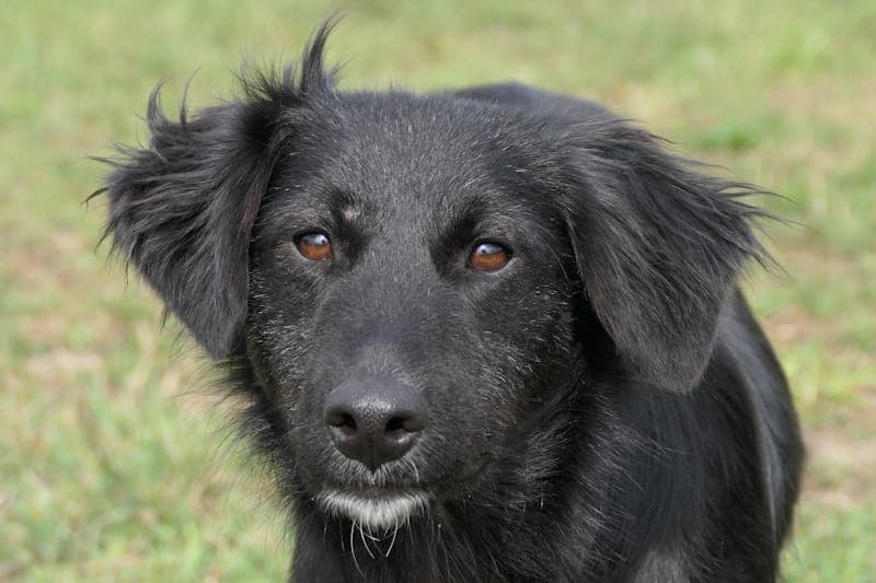 Heo NEU - Hund zur Adoption aus Tierheim Reutlingen