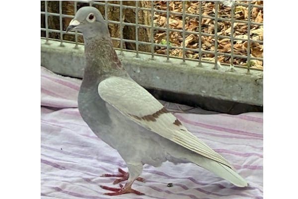 Hermes - Vogel zur Adoption aus Tierheim Reutlingen