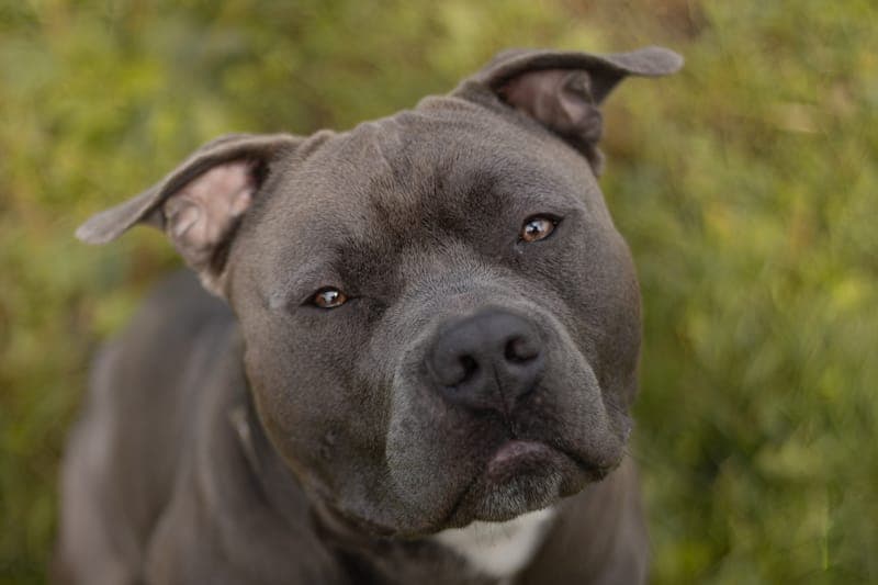 Hippo - Hund zur Adoption aus Tierheim Reutlingen