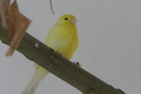 Hokey - Vogel zur Adoption aus Tierheim Reutlingen