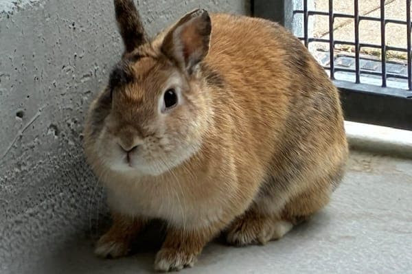 Holly - Kleintier zur Adoption aus Tierheim Reutlingen