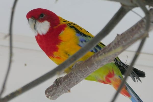 Horace Slughorn - Vogel zur Adoption aus Tierheim Reutlingen
