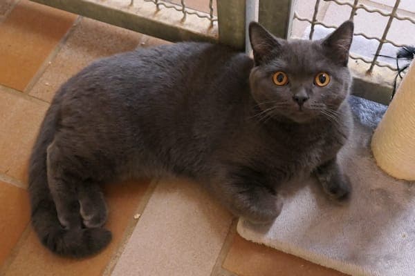 Hugo & Gunther - Katze zur Adoption aus Tierheim Reutlingen