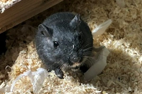 Igor Karkaroff - Kleintier zur Adoption aus Tierheim Reutlingen