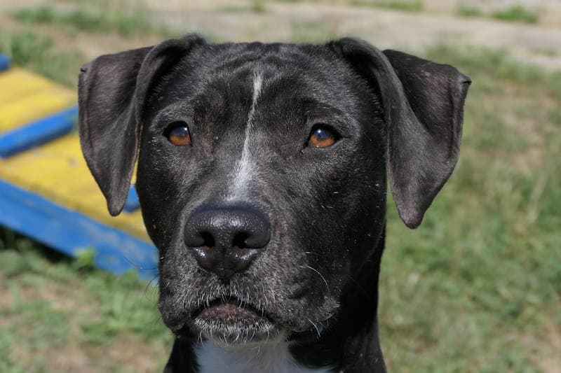 Indie - Hund zur Adoption aus Tierheim Reutlingen