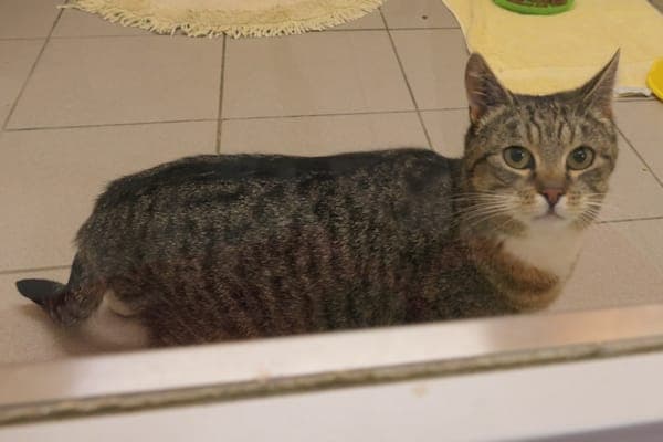 Inka - Katze zur Adoption aus Tierheim Reutlingen
