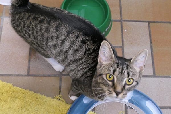 Isabella - Katze zur Adoption aus Tierheim Reutlingen