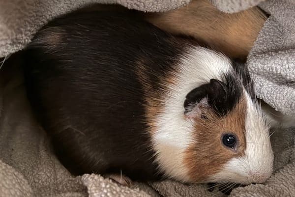 Joda - Kleintier zur Adoption aus Tierheim Reutlingen