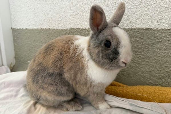 John - Kleintier zur Adoption aus Tierheim Reutlingen