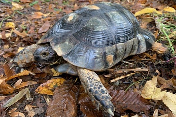 Johnny Tillotson - Exot zur Adoption aus Tierheim Reutlingen