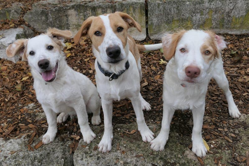 Julius, Jonny und Jakob NEU - Hund zur Adoption aus Tierheim Reutlingen