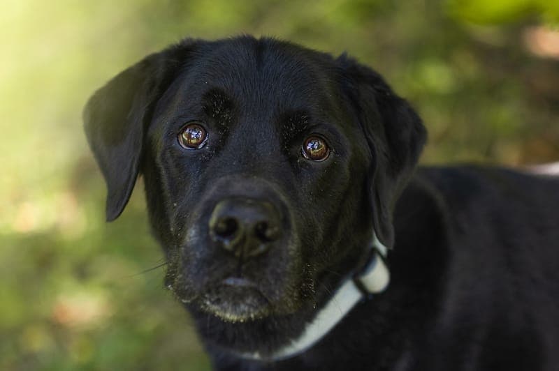 Jupp - Hund zur Adoption aus Tierheim Reutlingen