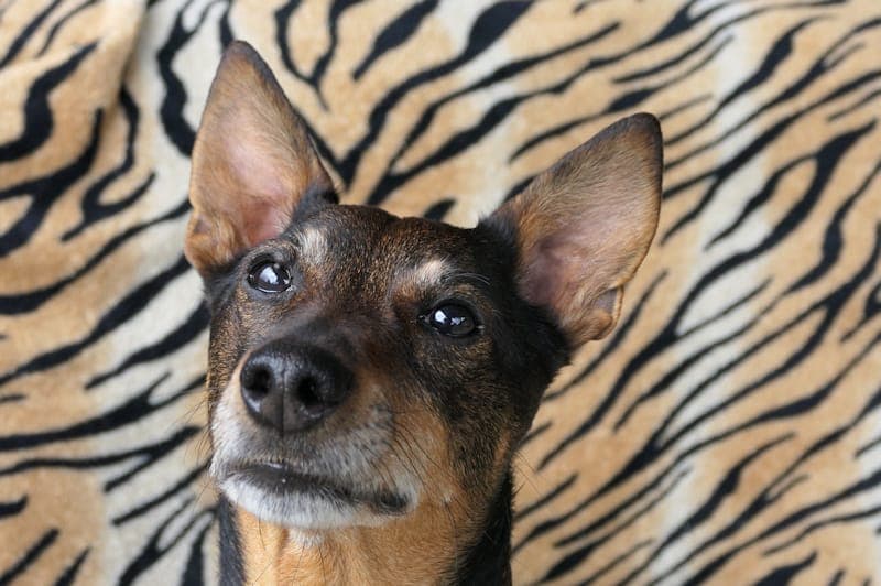 Juri - Hund zur Adoption aus Tierheim Reutlingen