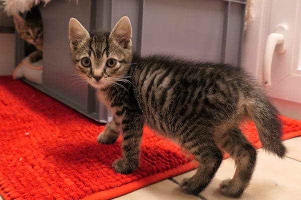 Katinka, (Kjella), Kaja & (Kenzo) - Katze zur Adoption aus Tierheim Reutlingen