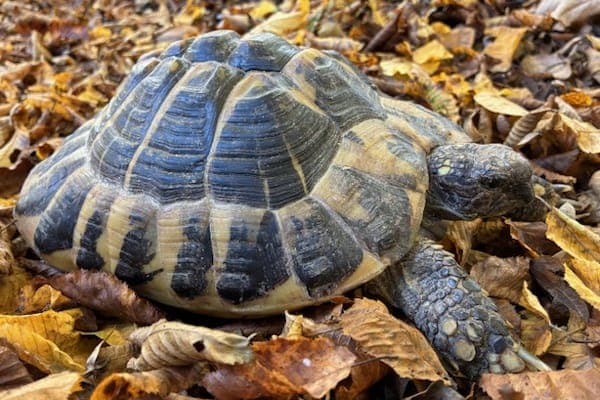 Kendra Dumbledore - Exot zur Adoption aus Tierheim Reutlingen